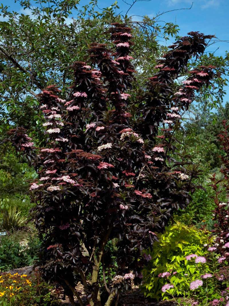 Bez kolumnowy Black Tower ® P9 E