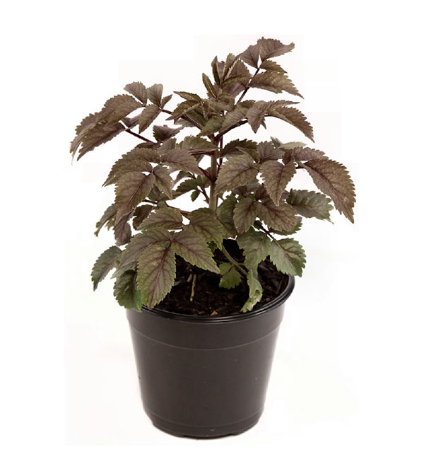 Bez kolumnowy Black Tower ® P9 E