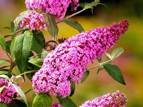 Budleja Dawida Pink Delight C2 E