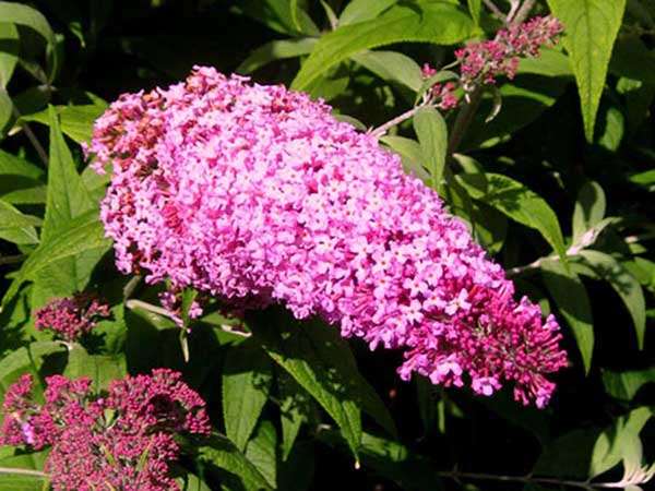 Budleja Dawida Pink Delight C2 E