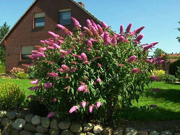 Budleja Dawida Pink Delight C2 E