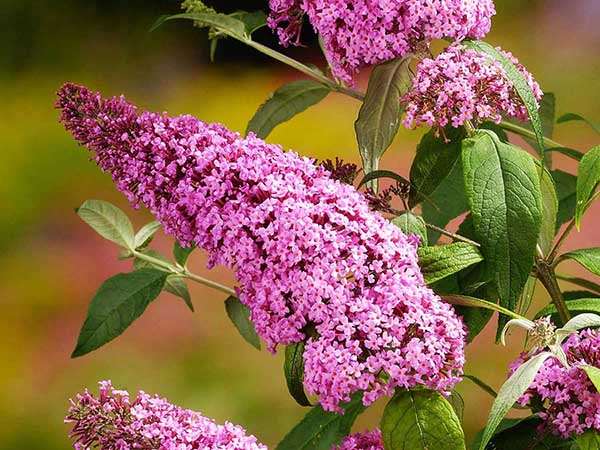 Budleja Dawida Pink Delight C2 E