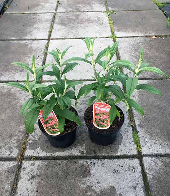 Budleja Dawida Pink Delight C2 E