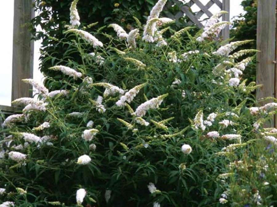Budleja Dawida White Profusion C2 E