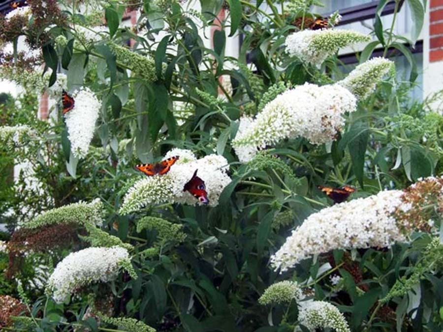 Budleja Dawida White Profusion C2 E