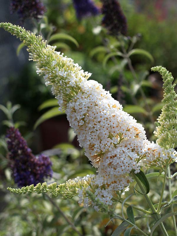 Budleja Dawida White Profusion C2 E