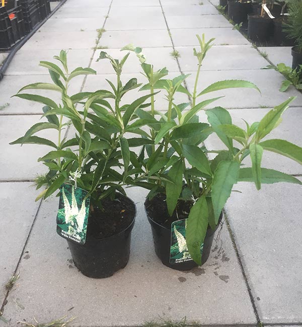 Budleja Dawida White Profusion C2 E