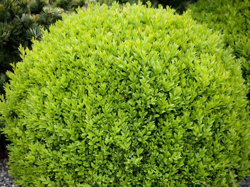 Bukszpan Suffruticosa