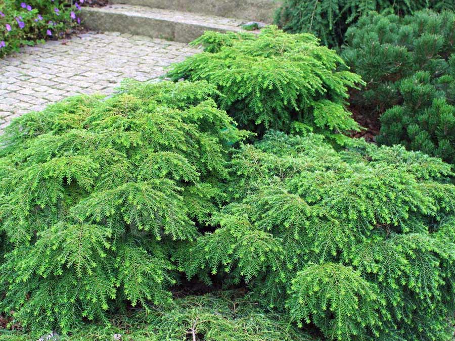 Choina kanadyjska Jeddeloh C2