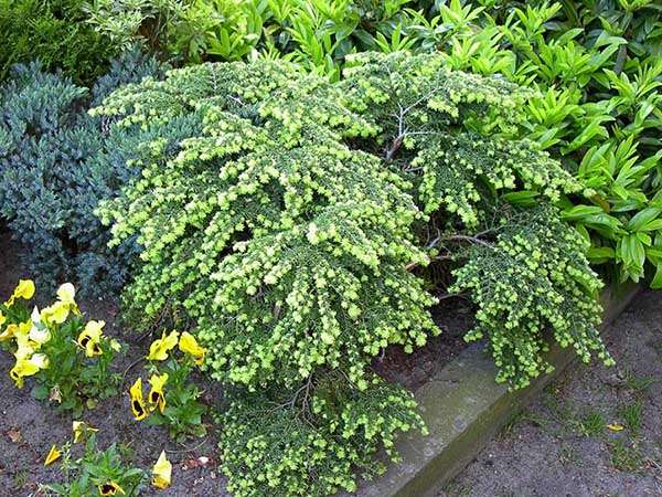 Choina kanadyjska Jeddeloh C2