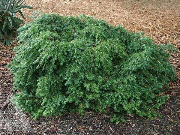 Choina kanadyjska Jeddeloh C2