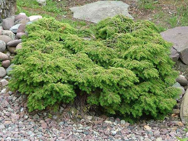 Choina kanadyjska Jeddeloh C2