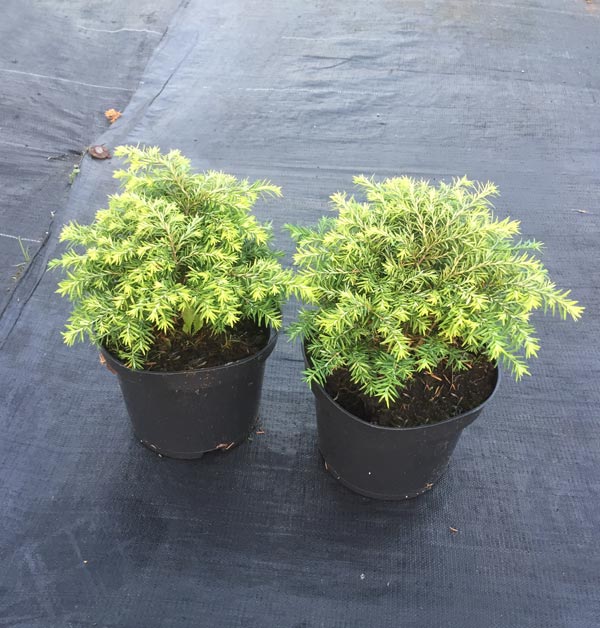 Choina kanadyjska Jeddeloh C2