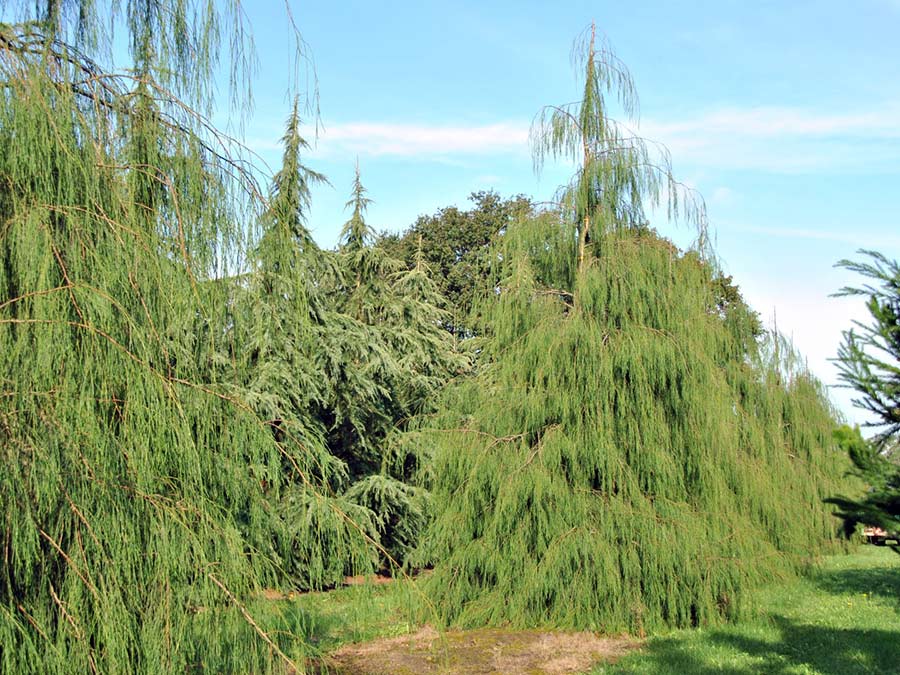 Cyprysik Lawsona Imbricata Pendula C5