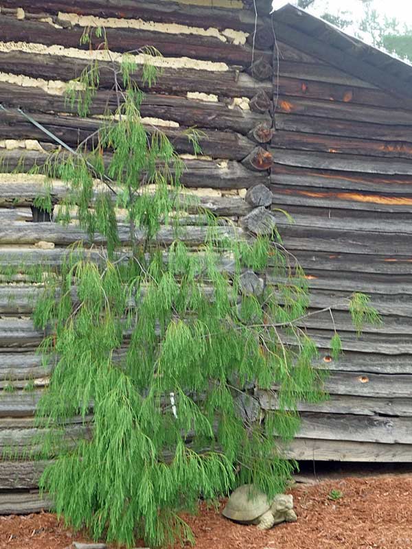Cyprysik Lawsona Imbricata Pendula C5