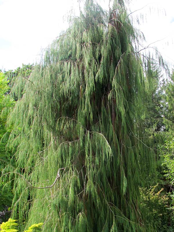 Cyprysik Lawsona Imbricata Pendula C5