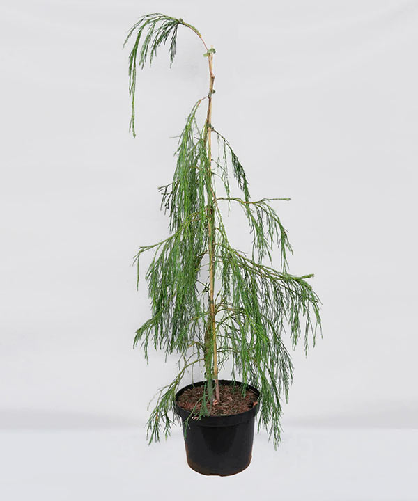 Cyprysik Lawsona Imbricata Pendula C5