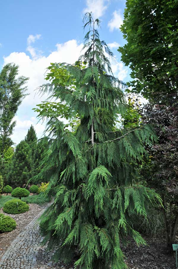 Cyprysik nutkajski Klippert C3