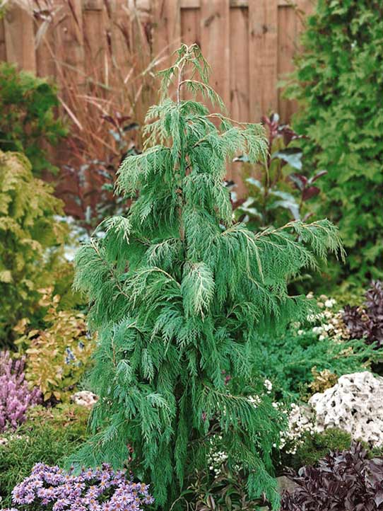 Cyprysik nutkajski Klippert C3