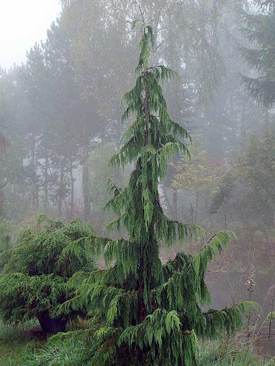 Cyprysik nutkajski Klippert C3