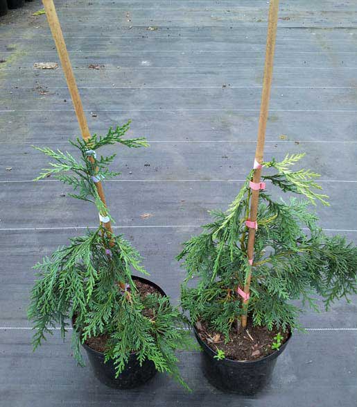 Cyprysik nutkajski Klippert C3