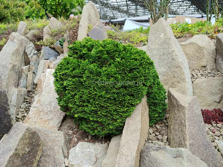 Cyprysik Nana Gracilis P9