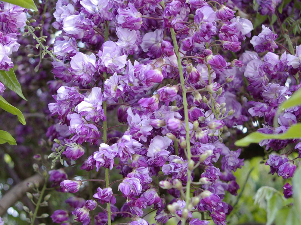 Glicynia kwiecista Violacea Plena C2 E