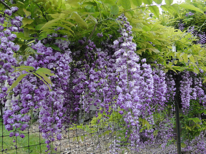 Glicynia kwiecista Violacea Plena C2 E