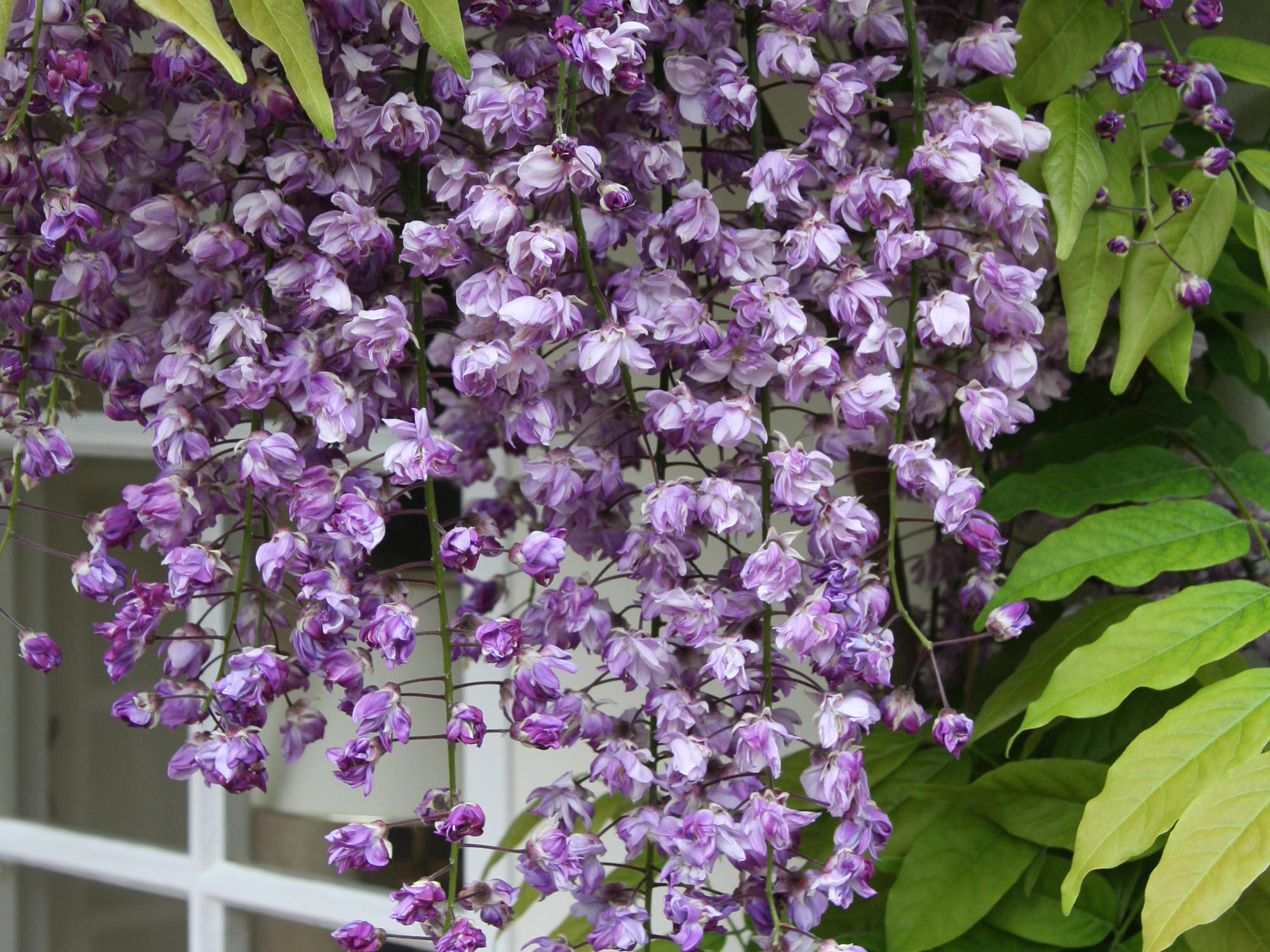 Glicynia kwiecista Violacea Plena C2 E