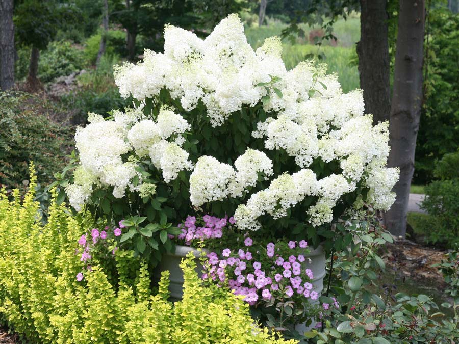 Hortensja bukietowa Bobo ® P9 E