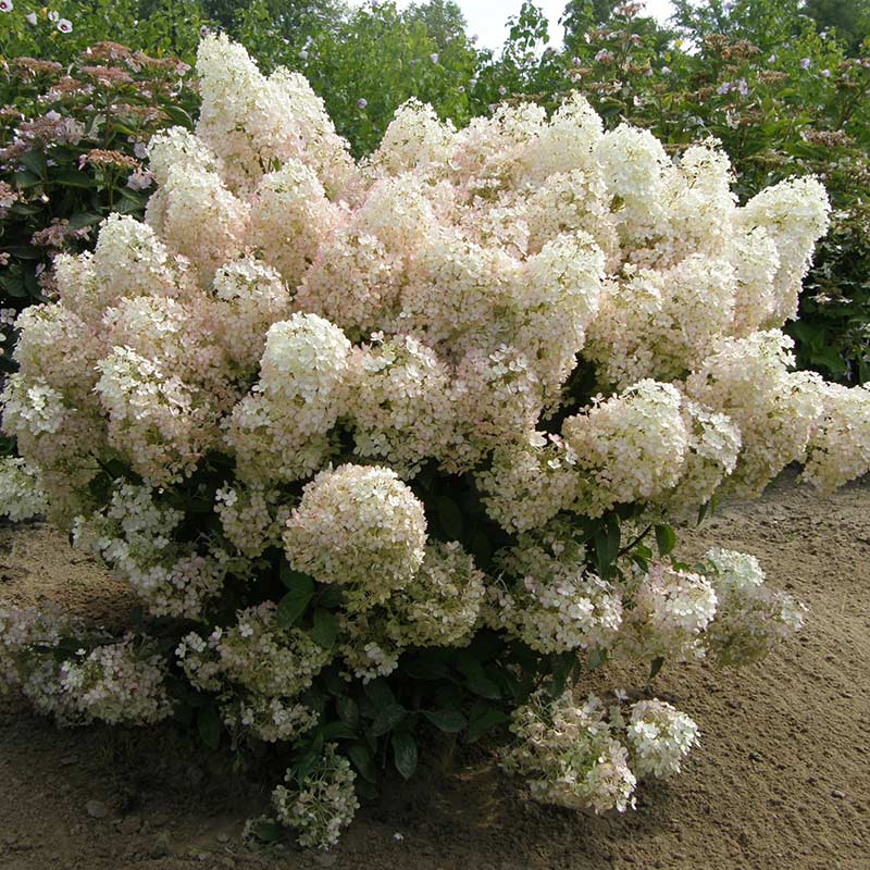 Hortensja bukietowa Bobo ® P9 E