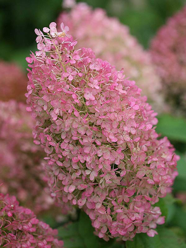 Hortensja bukietowa Bobo ® P9 E