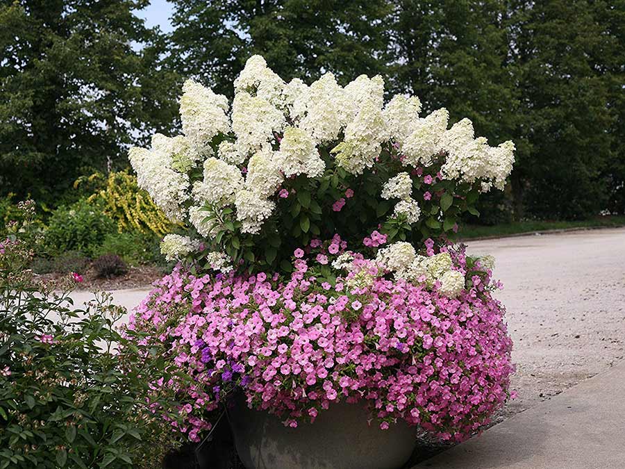 Hortensja bukietowa Bobo ® P9 E