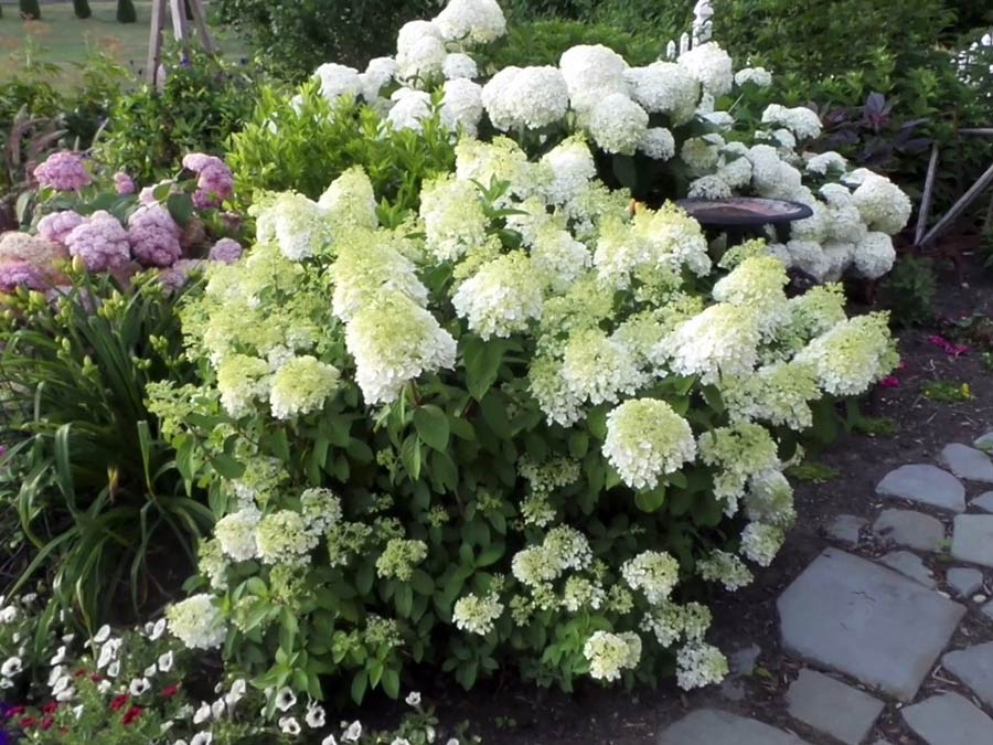 Hortensja bukietowa Bobo ® P9 E