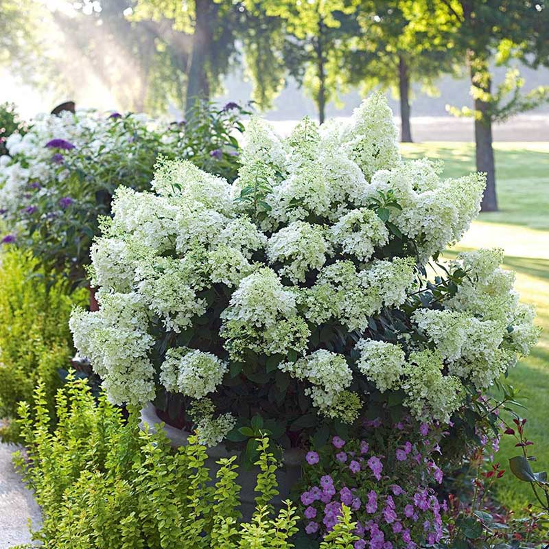 Hortensja bukietowa Bobo ® P9 E