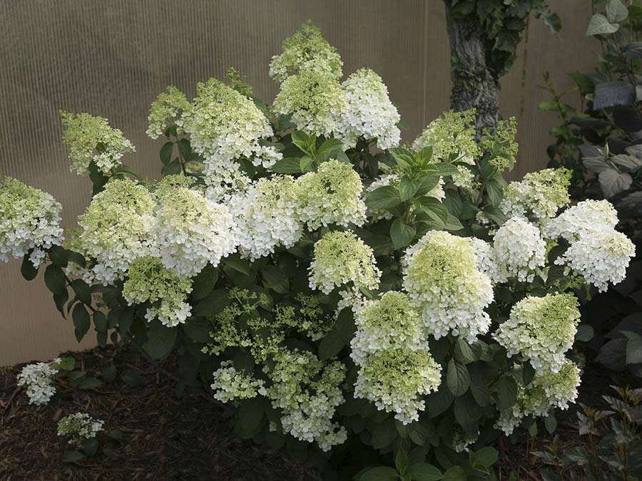 Hortensja bukietowa Bobo ® P9 E