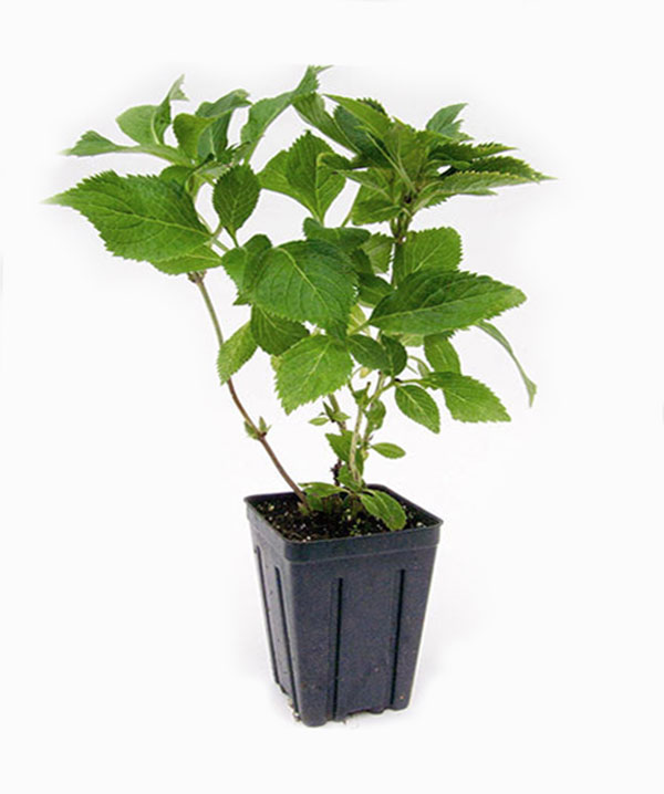 Hortensja bukietowa Bobo ® P9 E