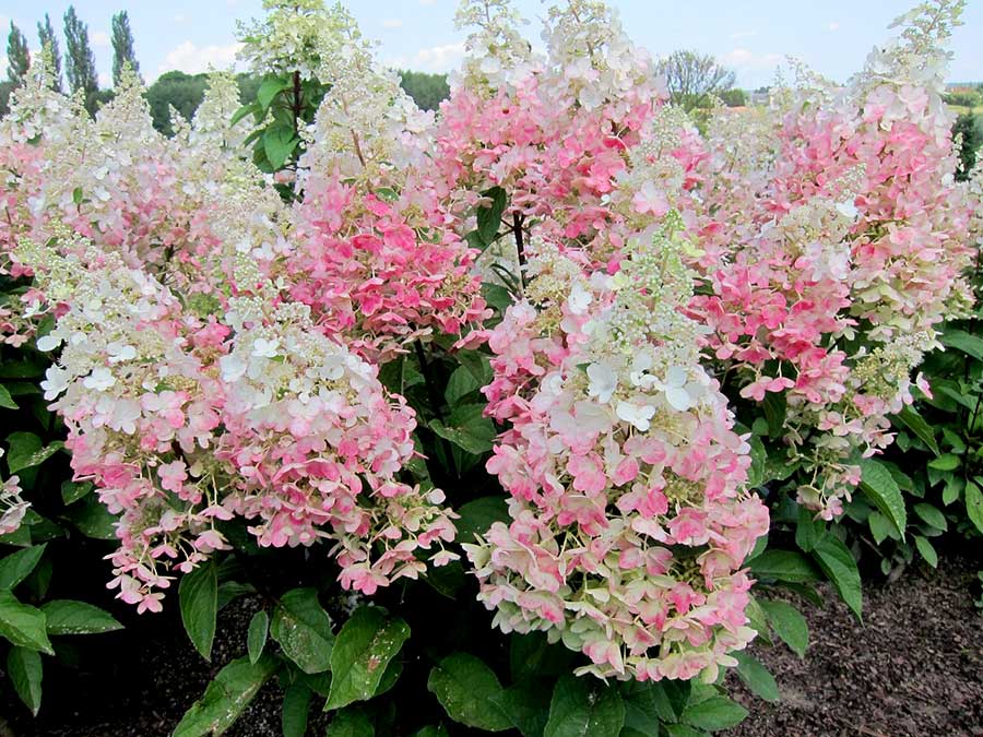 Hortensja bukietowa Candelight C3 E
