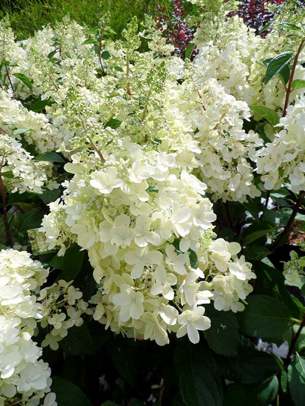 Hortensja bukietowa Candelight C3 E