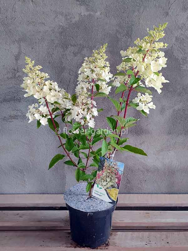 Hortensja bukietowa Candelight C3 E