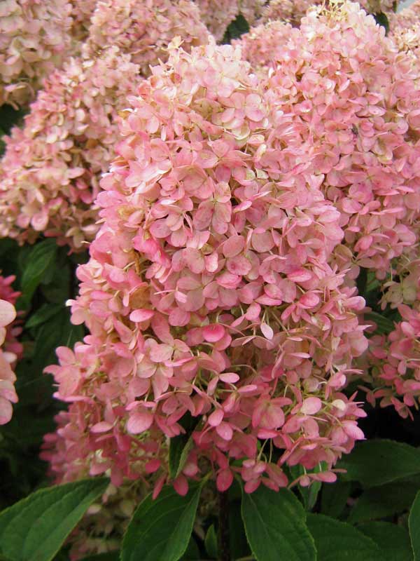 Hortensja bukietowa Magical Candle C3 E