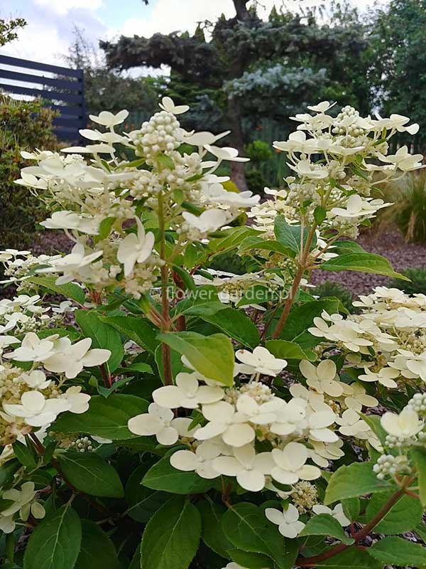 Hortensja bukietowa Polestar ® C3 E