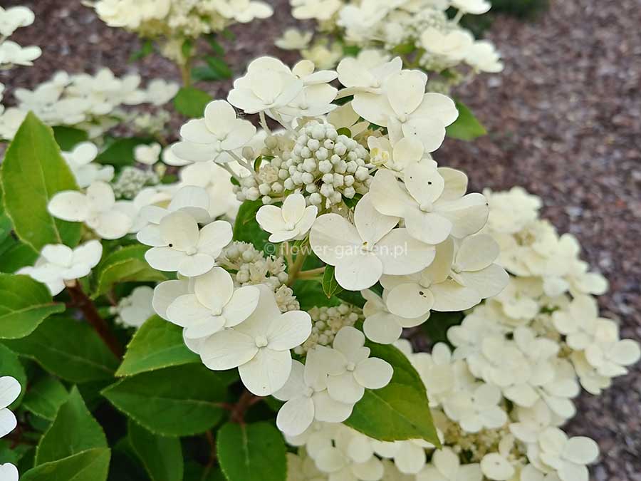 Hortensja bukietowa Polestar ® C3 E