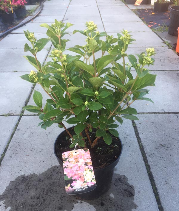 Hortensja bukietowa Polestar ® C3 E