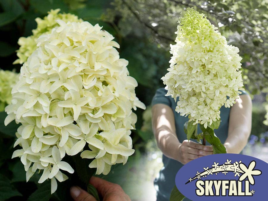 Hortensja bukietowa Skyfall ®  P9 E