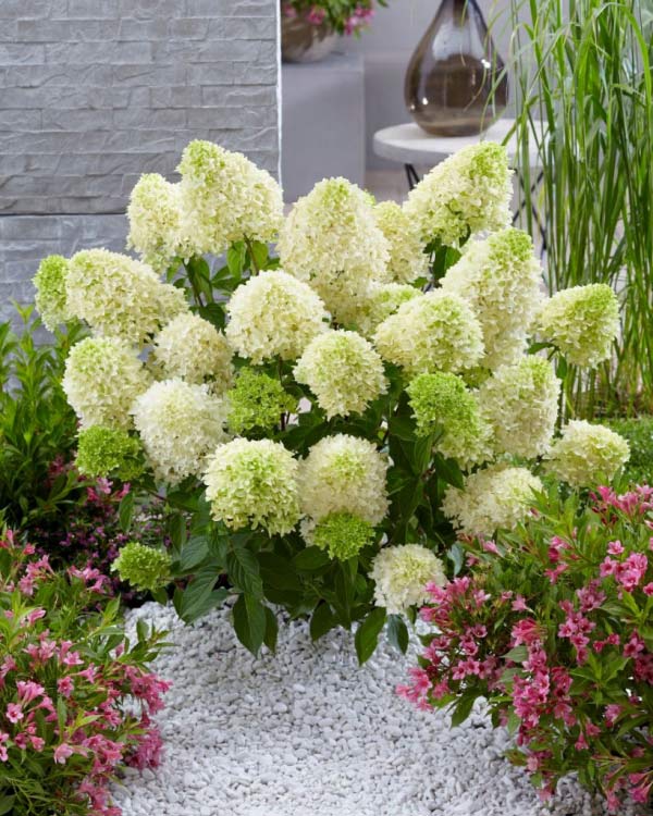 Hortensja bukietowa Skyfall ®  P9 E