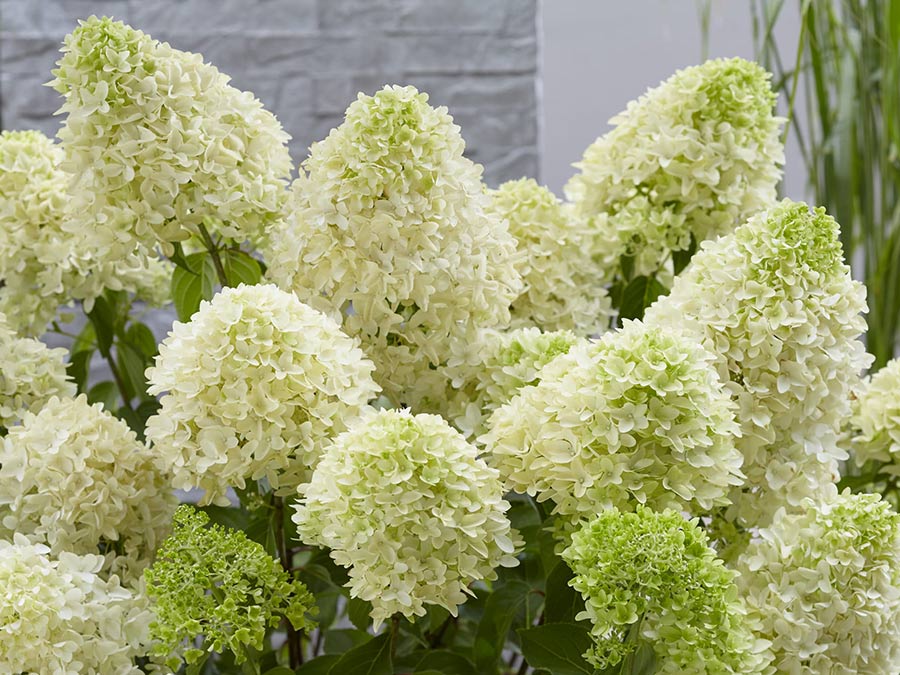 Hortensja bukietowa Skyfall ®  P9 E