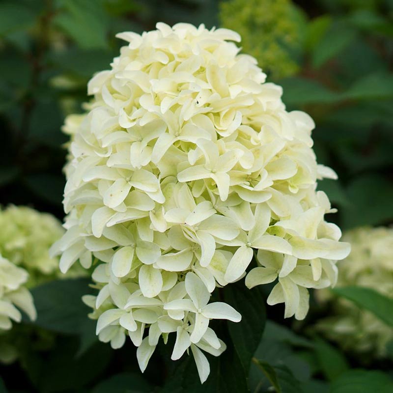 Hortensja bukietowa Skyfall ®  P9 E