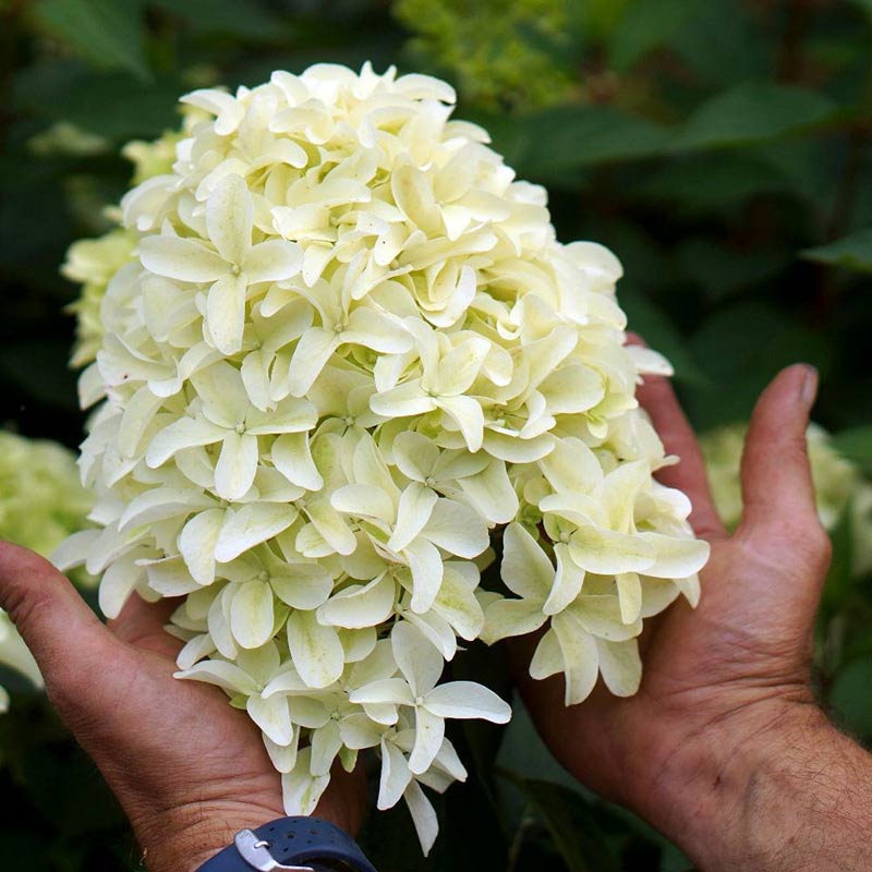 Hortensja bukietowa Skyfall ®  P9 E