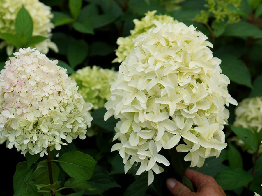 Hortensja bukietowa Skyfall ®  P9 E